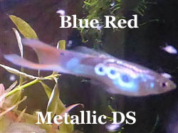 MetallicBlauwRood_2