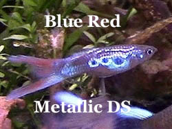 MetallicBlauwRood_4