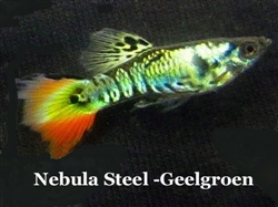 NebulaSteelGeelGroen