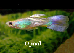 OpaalGuppy