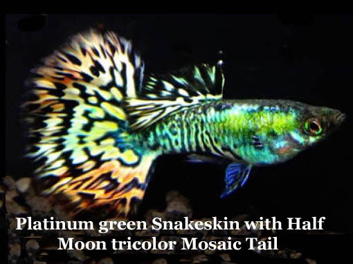 PlatinumGreenSnakeskinHalfMoonTricolorMosaicTail