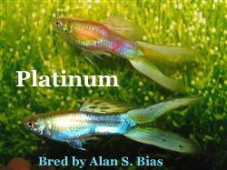PlatinumGuppies