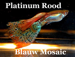 PlatinumRood_BlauwRoodMosaic