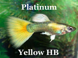PlatinumYellowHB