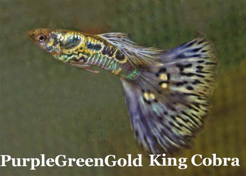 PurpleGreenGoldKingCobra