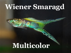 WienerSmaragdGeelGroenBlauwDubbelzwaard