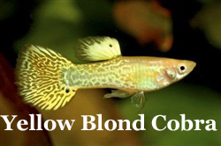 YellowBlondSnakeskin