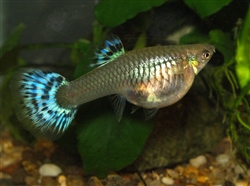 BleekBlauweTriangel_Wijfje