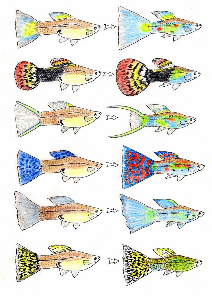 Guppy_GenotypeWijfjesExtrapoleren