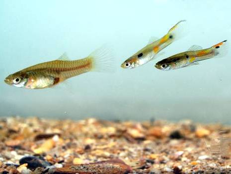 WildGuppies