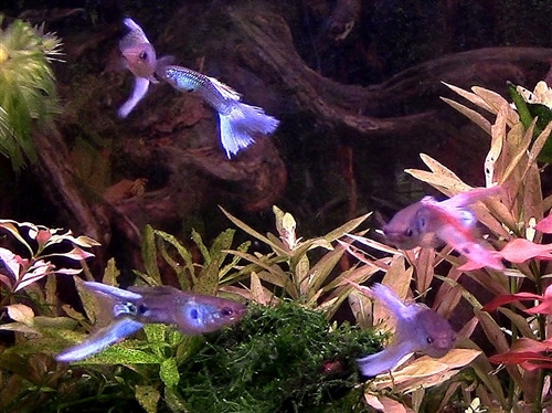 GuppiesFrontaal