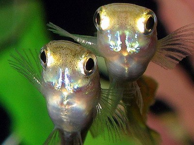 GuppyFrontaal