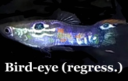BirdEyeGuppy_Regression