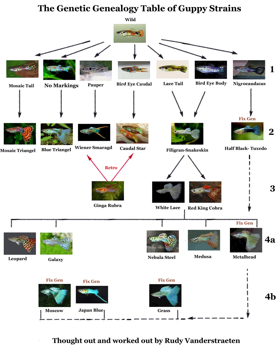 GeneticGenealogyTableOfTheGuppyStrains