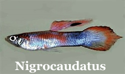 Nigrocaudatus_Regression