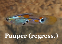 Pauper_Regression