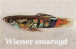 WienerSmaragd_Old