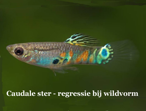 CaudaleSter_RegressieBijWildvorm