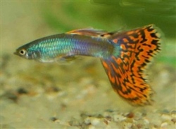 MoscowGekruisdMetHBRoodMosaiek