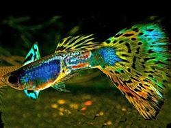 MultiColorMetalheadSnakeskin_TheGeneticDump