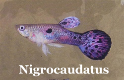 Nigrocaudatus_Old