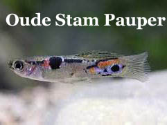 OudeStamPauper
