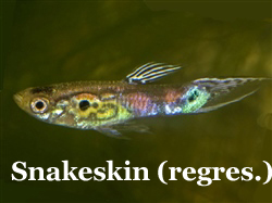 Snakeskin_Regressie
