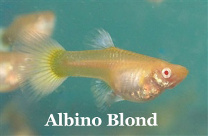 Guppy_AlbinoBlond_Female