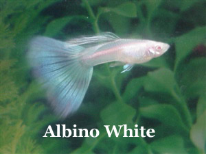 Guppy_AlbinoWhite_Male