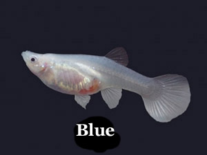 Guppy_Blue_Female