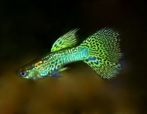 Guppy_GroenGeleCobra