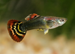 Guppy_HbRed