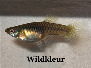 Guppy_Wildkleur_Wijfje