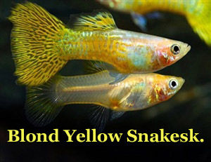BlondYellowCobra_Koppel