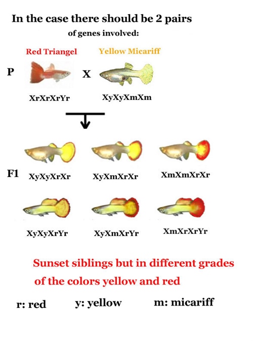 CrossingMicariffYellowTriangelRed_2PairsOfGenes