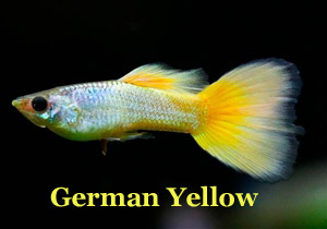 GermanYellow