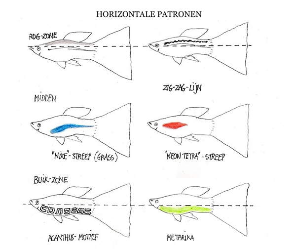 Guppy_HorizontalePatronen_MetTitel