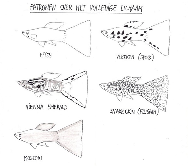 Guppy_PatronenOverHetVolledigeLichaam_MetTitel