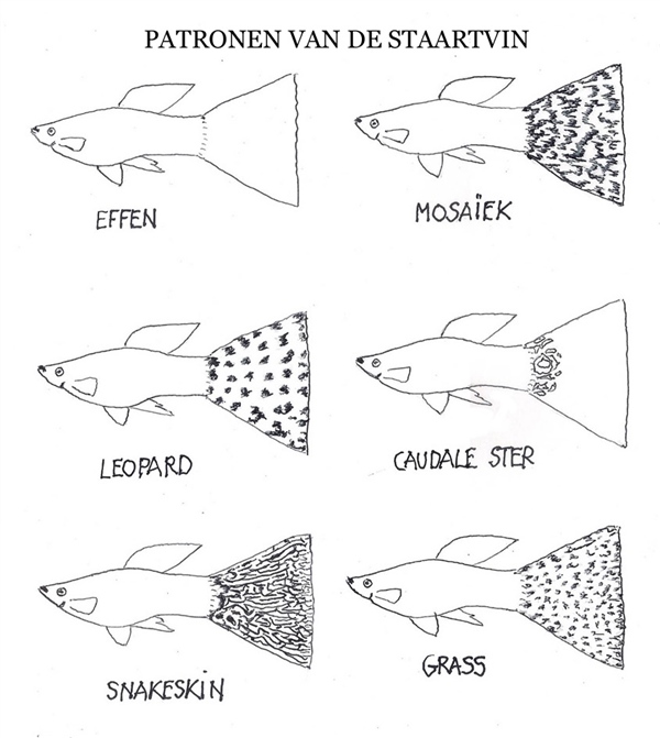 Guppy_PatronenVanDeStaartvin_MetTitel