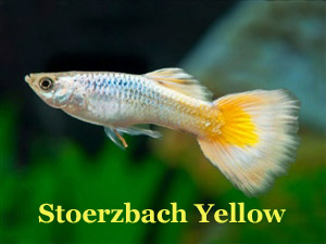 StoerbachYellow