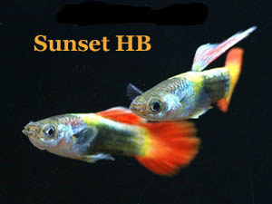 SunsetHB