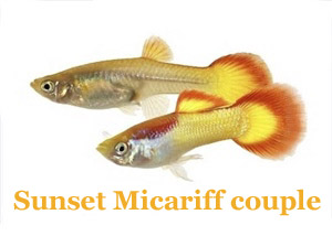 SunsetMicariff_Koppel
