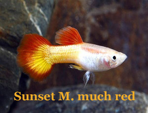 SunsetMicariff_MetVeelRood