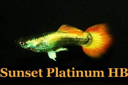 SunsetPlatinumHB