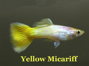 YellowMicariff
