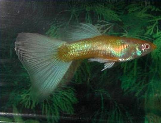 AlbinoGoudenGroenBlauwePlatinumMetBlauweDelta