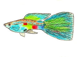 BlauweWaaier_Getekend