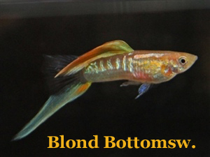 BlondeBonteViennaEmerald_Onderzwaard_3