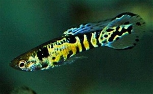 Endler_YellowTiger