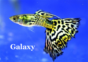 Galaxy_YellowGreen